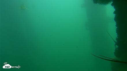 Scripps Pier Underwater Live Webcam - Oct 23, 2026, 1:02pm PDT