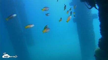 Scripps Pier Underwater Live Webcam - Oct 9, 2026, 12:26pm PDT