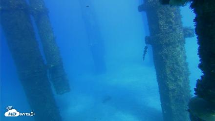 Scripps Pier Underwater Live Webcam - Oct 16, 2026, 3:53pm PDT