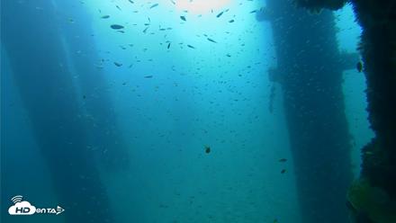 Scripps Pier Underwater Live Webcam - Sep 25, 2026, 9:03am PDT