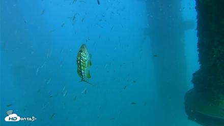 Scripps Pier Underwater Live Webcam - Aug 30, 2026, 5:35pm PDT