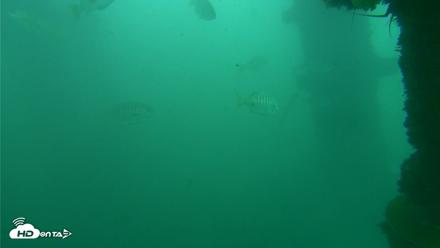 Scripps Pier Underwater Live Webcam - Oct 11, 2026, 12:04pm PDT