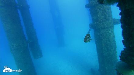 Scripps Pier Underwater Live Webcam - Oct 19, 2026, 4:41pm PDT
