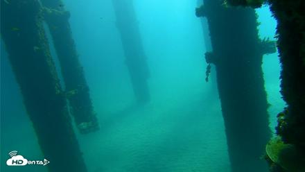 Scripps Pier Underwater Live Webcam - Oct 7, 2026, 10:01am PDT