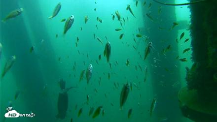 Scripps Pier Underwater Live Webcam - Aug 28, 2026, 8:33am PDT