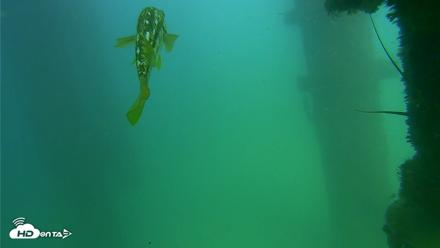 Scripps Pier Underwater Live Webcam - Sep 18, 2026, 3:12pm PDT