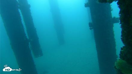 Scripps Pier Underwater Live Webcam - Oct 7, 2026, 7:28am PDT