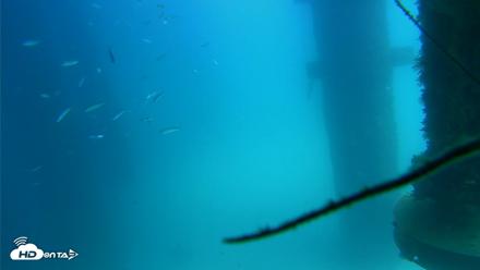 Scripps Pier Underwater Live Webcam - Aug 25, 2026, 1:36pm PDT