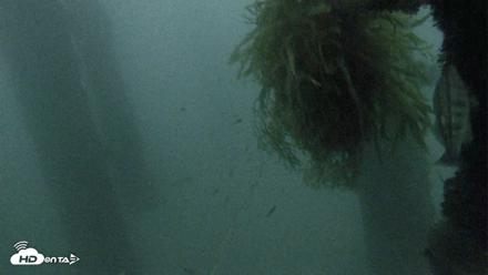 Scripps Pier Underwater Live Webcam - Oct 4, 2026, 6:47pm PDT