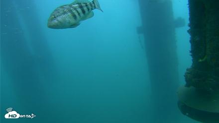Scripps Pier Underwater Live Webcam - Aug 3, 2026, 8:54am PDT