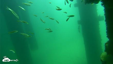 Scripps Pier Underwater Live Webcam - Sep 17, 2026, 11:43am PDT