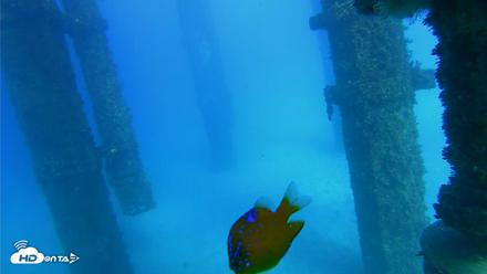 Scripps Pier Underwater Live Webcam - Oct 19, 2026, 4:10pm PDT