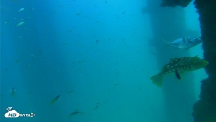 Scripps Pier Underwater Live Webcam - Sep 15, 2026, 4:07pm PDT