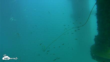 Scripps Pier Underwater Live Webcam - Aug 26, 2026, 4:48pm PDT