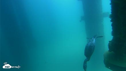 Scripps Pier Underwater Live Webcam - Aug 20, 2026, 1:21pm PDT