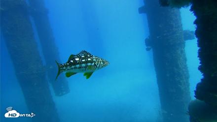 Scripps Pier Underwater Live Webcam - Oct 20, 2026, 1:53pm PDT