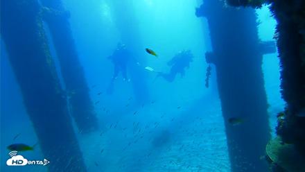 Scripps Pier Underwater Live Webcam - Oct 5, 2026, 10:26am PDT