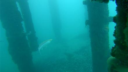 Scripps Pier Underwater Live Webcam - Jan 23, 2026, 8:32am PST