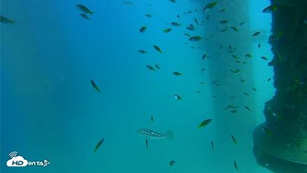 Scripps Pier Underwater Live Webcam - Aug 19, 2026, 4:06pm PDT