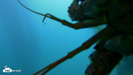 Scripps Pier Underwater Live Webcam - Oct 23, 2026, 2:53pm PDT