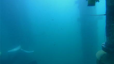 Scripps Pier Underwater Live Webcam - Feb 25, 2026, 10:27am PST