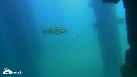 Scripps Pier Underwater Live Webcam - Sep 22, 2026, 12:59pm PDT