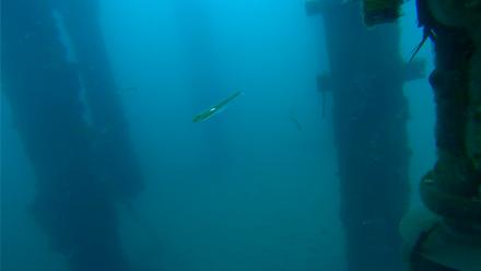 Scripps Pier Underwater Live Webcam - Mar 17, 2026, 7:10am PDT