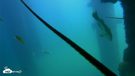 Scripps Pier Underwater Live Webcam - Sep 22, 2026, 1:02pm PDT