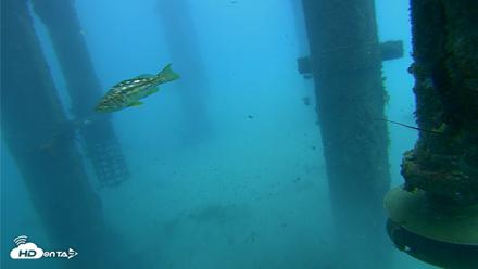 Scripps Pier Underwater Live Webcam - Jul 30, 2026, 7:39am PDT