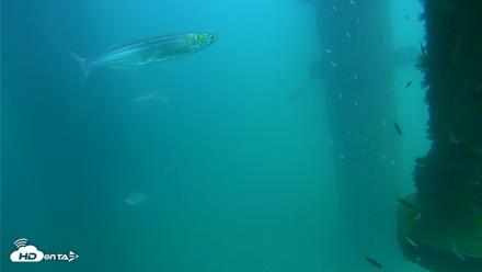 Scripps Pier Underwater Live Webcam - Aug 20, 2026, 2:41pm PDT