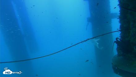 Scripps Pier Underwater Live Webcam - Aug 28, 2026, 6:56pm PDT