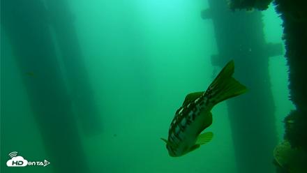 Scripps Pier Underwater Live Webcam - Sep 17, 2026, 11:12am PDT