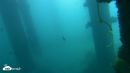 Scripps Pier Underwater Live Webcam - Oct 1, 2026, 11:49am PDT