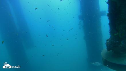 Scripps Pier Underwater Live Webcam - Aug 14, 2026, 10:27am PDT