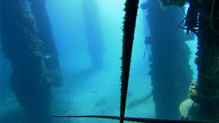 Scripps Pier Underwater Live Webcam - Aug 30, 2025, 11:06am PDT