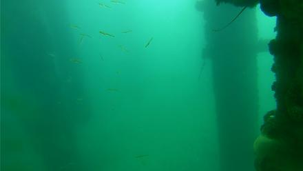 Scripps Pier Underwater Live Webcam - Feb 15, 2026, 10:18am PST
