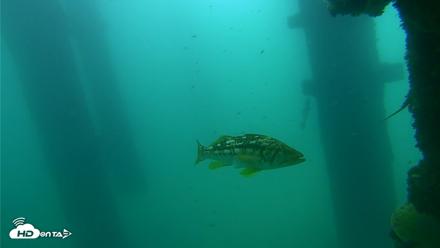 Scripps Pier Underwater Live Webcam - Sep 18, 2026, 10:44am PDT