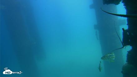 Scripps Pier Underwater Live Webcam - Sep 18, 2026, 2:06pm PDT