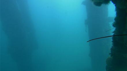 Scripps Pier Underwater Live Webcam - Nov 24, 2025, 11:38am PST