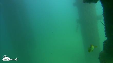 Scripps Pier Underwater Live Webcam - Sep 18, 2026, 3:17pm PDT