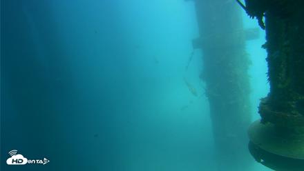 Scripps Pier Underwater Live Webcam - Jul 25, 2026, 1:52pm PDT