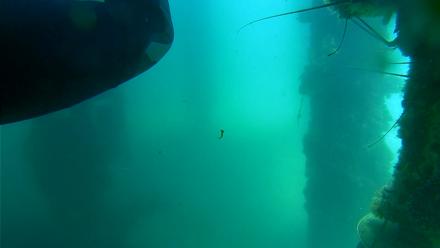 Scripps Pier Underwater Live Webcam - Jul 17, 2025, 12:54pm PDT