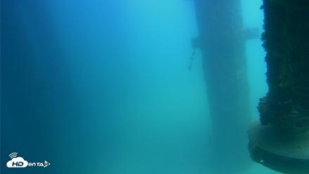 Scripps Pier Underwater Live Webcam - Aug 11, 2026, 1:48pm PDT