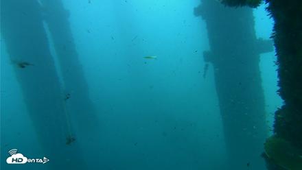 Scripps Pier Underwater Live Webcam - Oct 1, 2026, 9:00am PDT