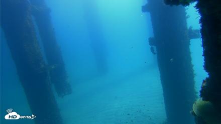 Scripps Pier Underwater Live Webcam - Oct 6, 2026, 11:43am PDT