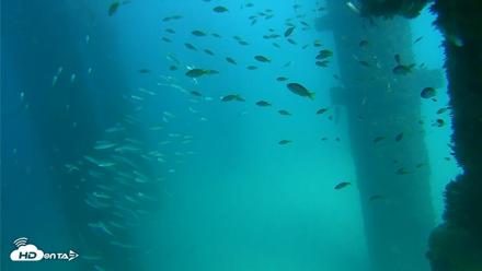 Scripps Pier Underwater Live Webcam - Sep 17, 2026, 2:50pm PDT