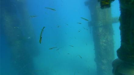 Scripps Pier Underwater Live Webcam - Mar 20, 2026, 3:26pm PDT