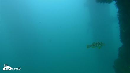 Scripps Pier Underwater Live Webcam - Sep 29, 2026, 6:08pm PDT