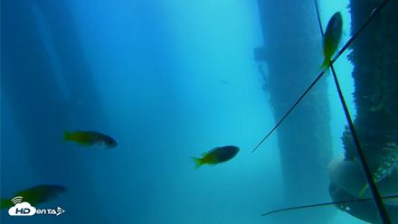 Scripps Pier Underwater Live Webcam - Aug 6, 2026, 1:14pm PDT