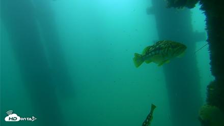 Scripps Pier Underwater Live Webcam - Sep 18, 2026, 10:51am PDT
